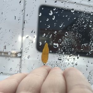 Meet your Posher, Isabella